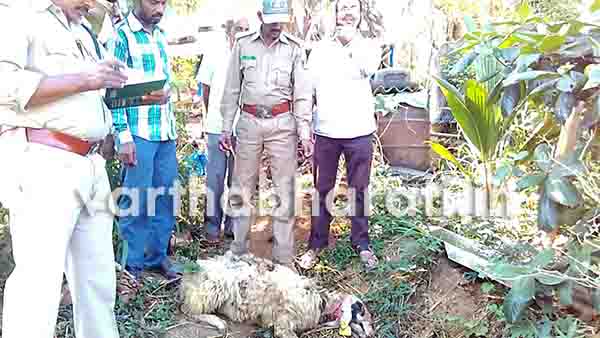 ​ಚಿರತೆ ದಾಳಿ: ನಾಲ್ಕು ಕುರಿಗಳ ಸಾವು